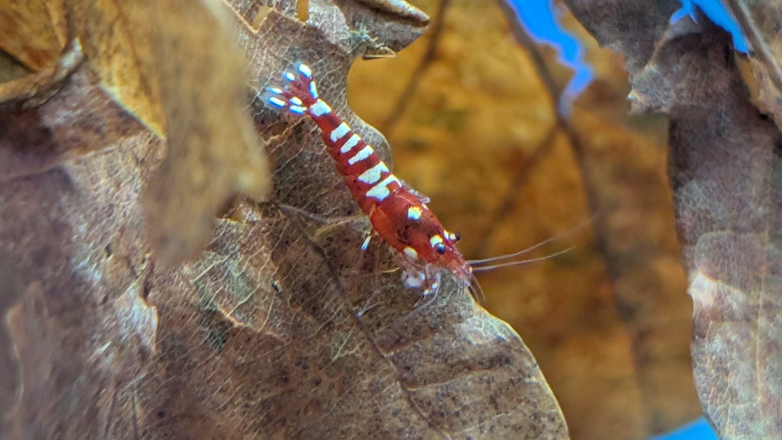 Deep Red Zebra Pinto - Billede 2