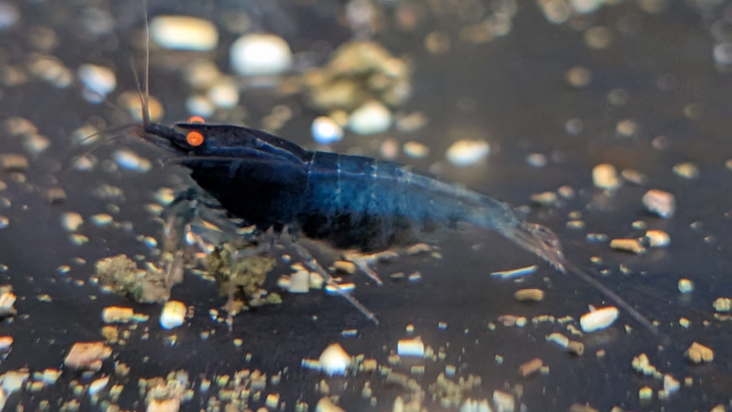 Blue Devil OE - Billede 6