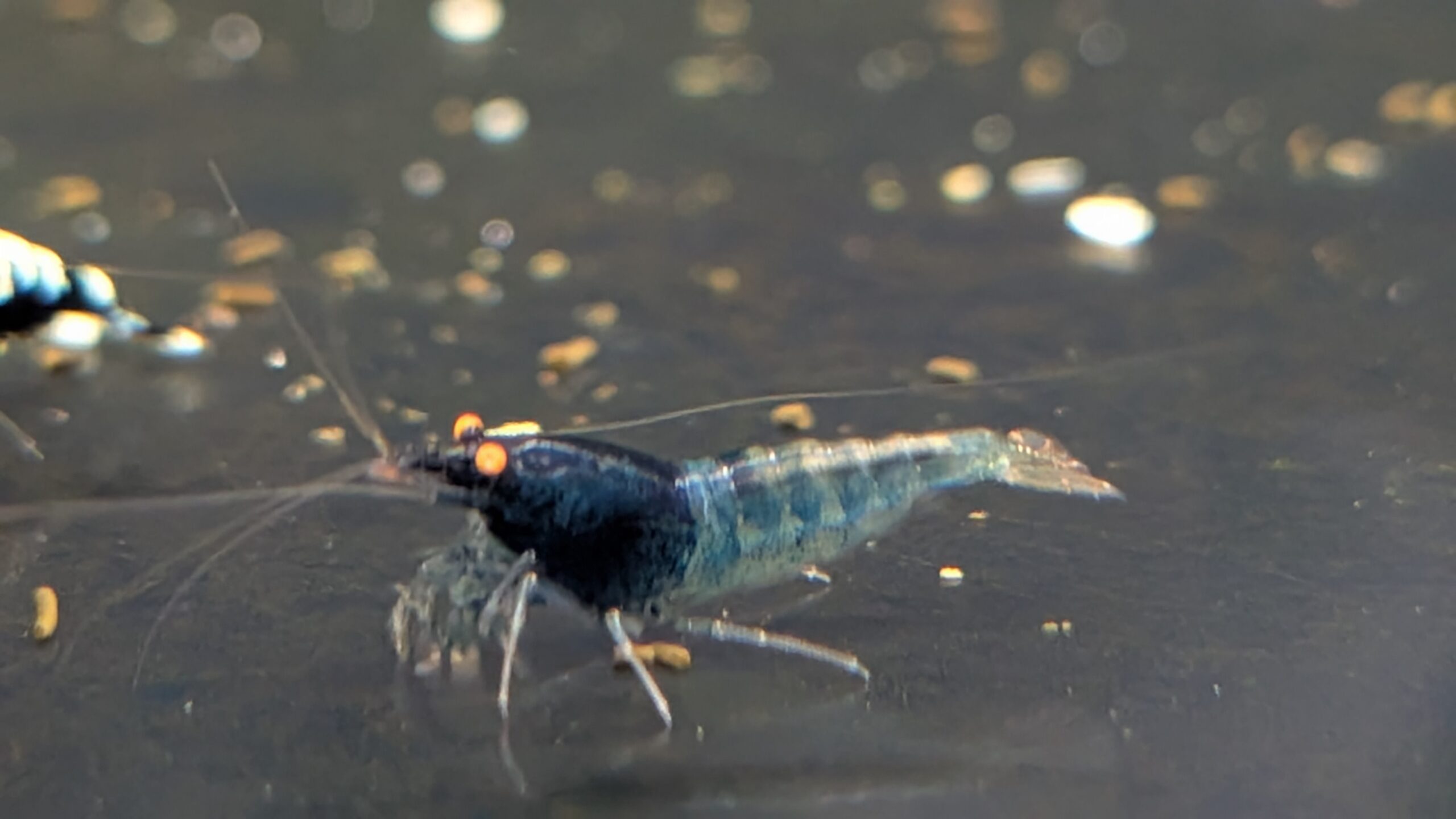 Blue Devil OE - Billede 5