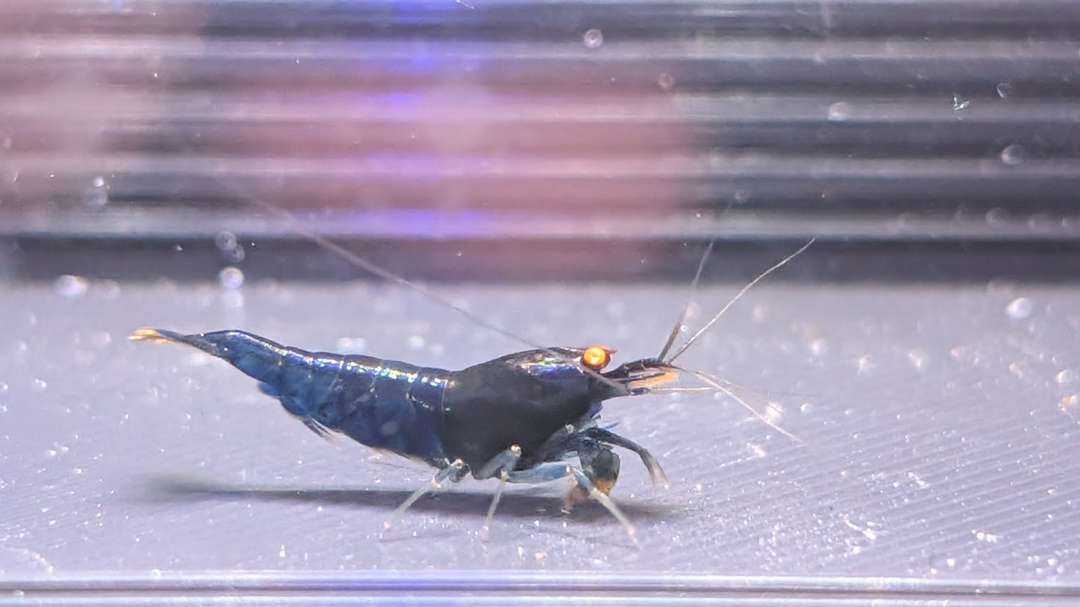 Blue Devil OE - Billede 8