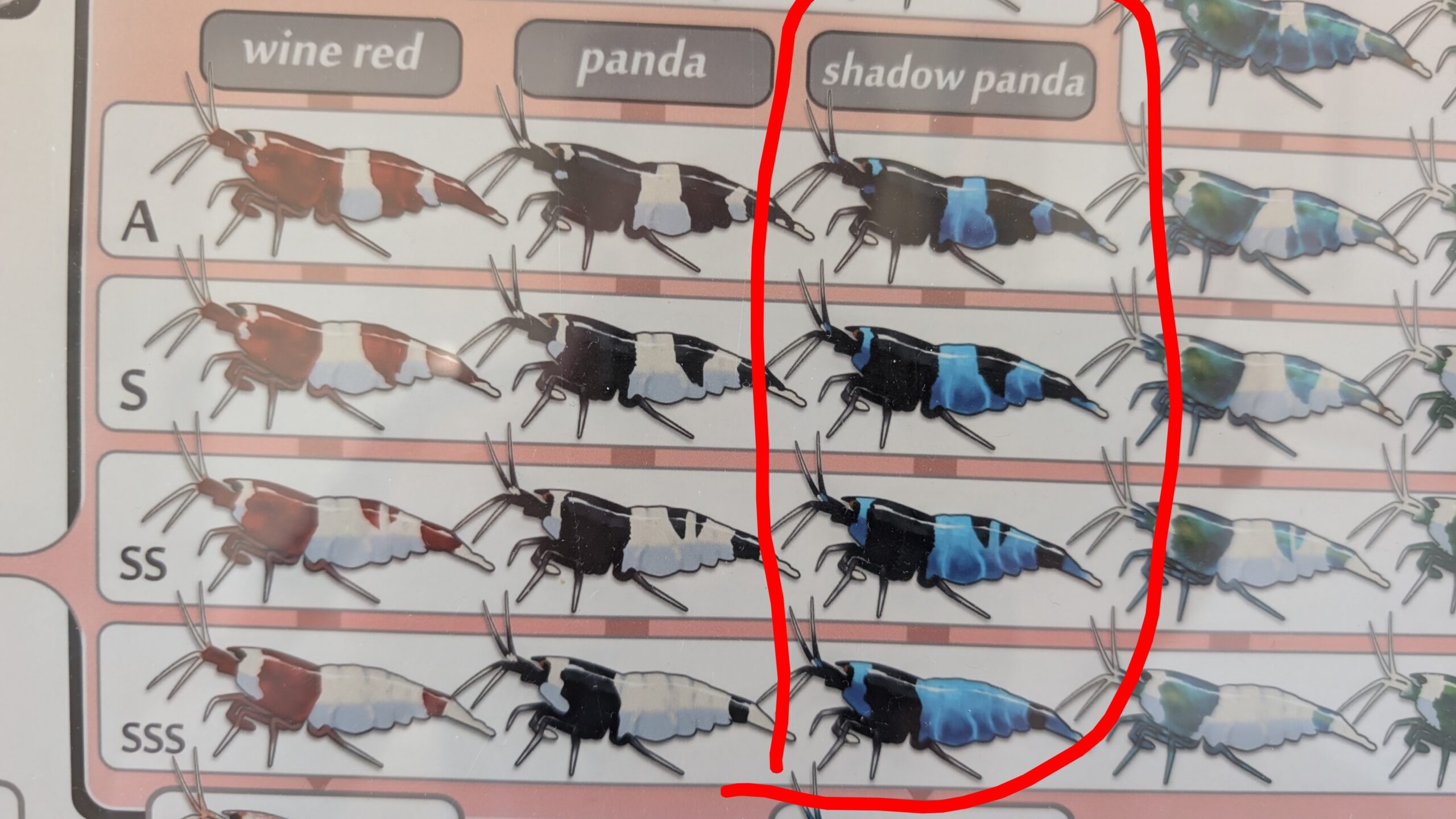 Shadow Mosura - Billede 3