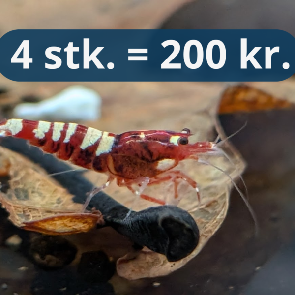 Deep Red Zebra Pinto