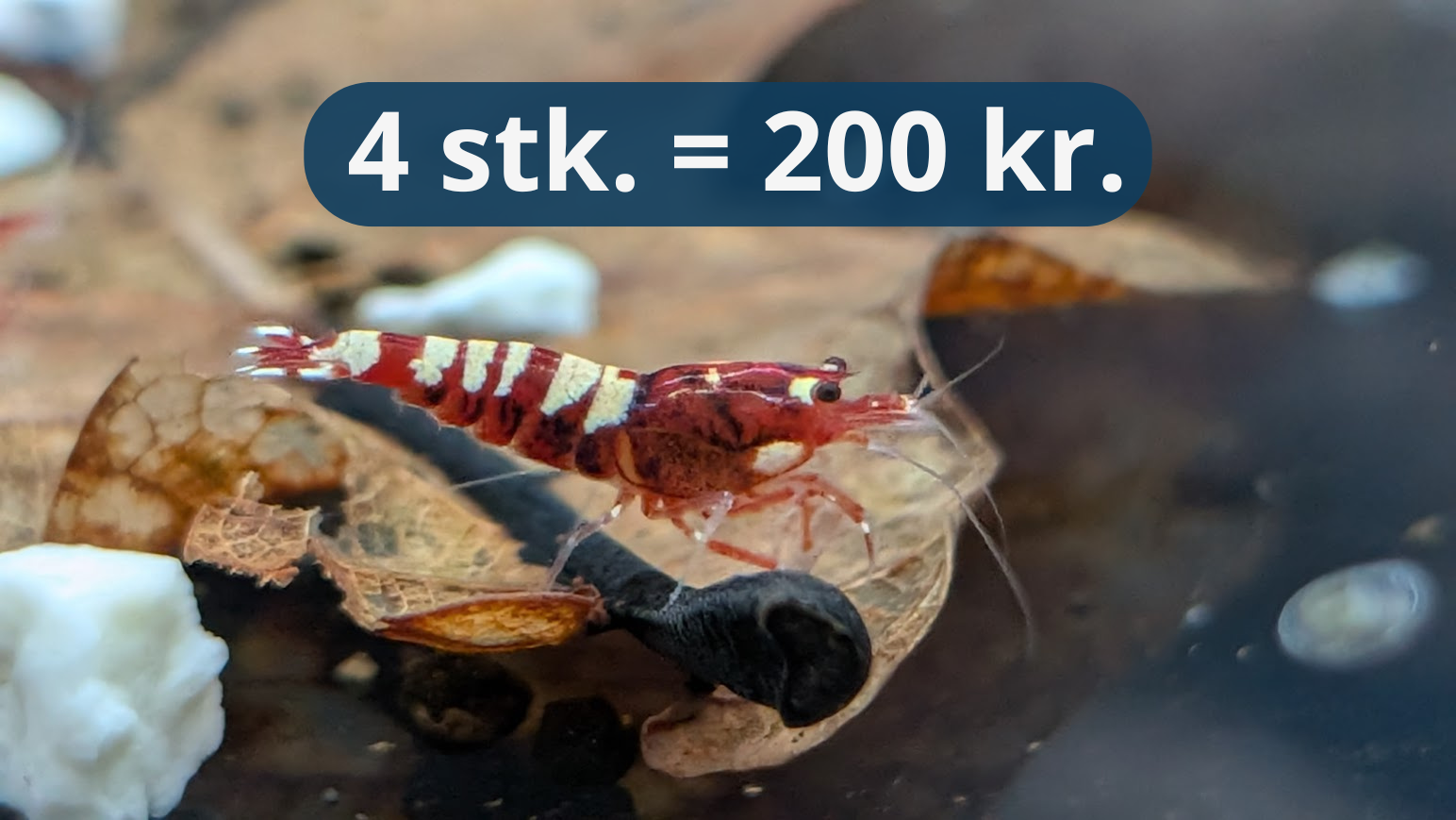 Deep Red Zebra Pinto